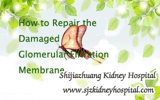 How to Repair the Damaged Glomerular Filtration Membrane