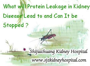 What will Protein Leakage in Kidney Disease Lead to and Can It be Stopped