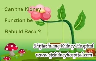 Can the Kidney Function be Rebuild Back