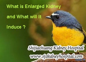 What is Enlarged Kidney and What will It Induce
