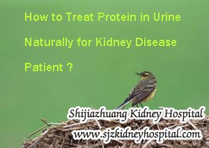 How to Treat Protein in Urine Naturally for Kidney Disease Patient