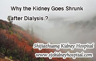 Why the Kidney Goes Shrunk after Dialysis