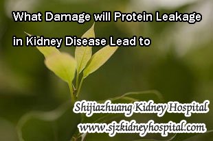 What Damage will Protein Leakage in Kidney Disease Lead to