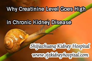 Why Creatinine Level Goes High in Chronic Kidney Disease