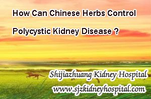 How Can Chinese Herbs Control Polycystic Kidney Disease