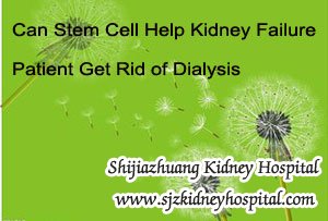 Can Stem Cell Help Kidney Failure Patient Get Rid of Dialysis