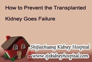 How to Prevent the Transplanted Kidney Goes Failure