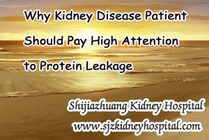 Why Kidney Disease Patient Should Pay High Attention to Protein Leakage