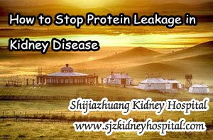 How to Stop Protein Leakage in Kidney Disease