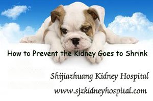 How to Prevent the Kidney Goes to Shrink
