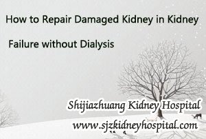 How to Repair Damaged Kidney in Kidney Failure without Dialysis