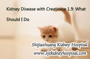 Kidney Disease with Creatinine 1.9: What Should I Do