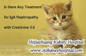 Is there Any Treatment for IgA Nephropathy with Creatinine 3.6
