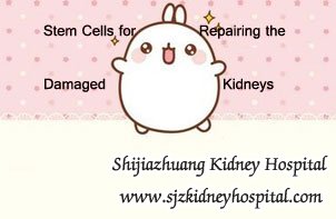 Stem Cells for Repairing the Damaged Kidneys