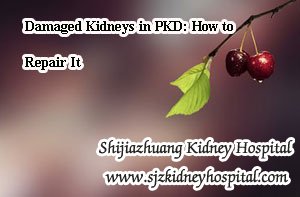 Damaged Kidneys in PKD: How to Repair It