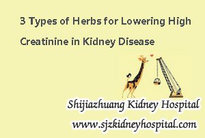 3 Types of Herbs for Lowering High Creatinine in Kidney Disease