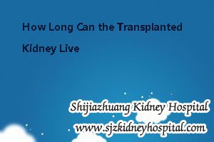 How Long Can the Transplanted Kidney Live