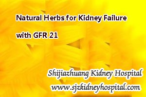 Natural Herbs for Kidney Failure with GFR 21
