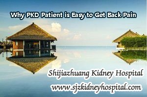 Why PKD Patient is Easy to Get Back Pain