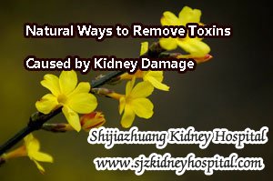 Natural Ways to Remove Toxins Caused by Kidney Damage