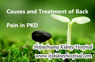What are the Causes and Treatment of Back Pain in PKD