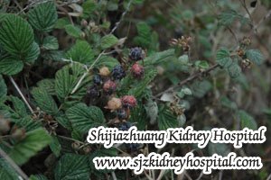 How to Reduce High Creatinine Level with CKD